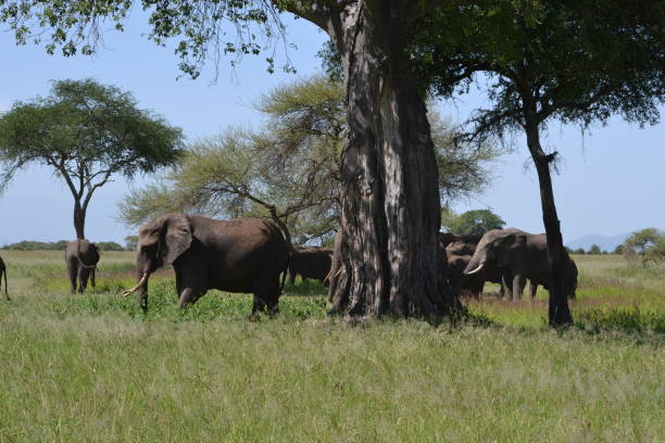 istock Group of african elephants 1418176029