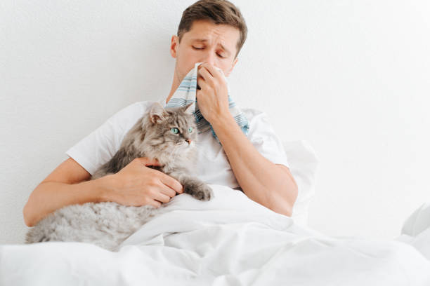 Sick young man with handkerchief and fluffy gray cat together on bed in the bedroom. Sad ill guy with symptoms of virus and runny nose hugging pet indoors stock photo