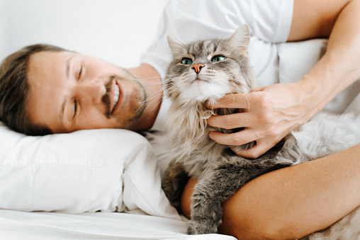 Smiling man petting gray cute cat lying together in bed. Fluffy pet enjoying rest in bedroom, close-up. Selective focus on animal's pink nose.