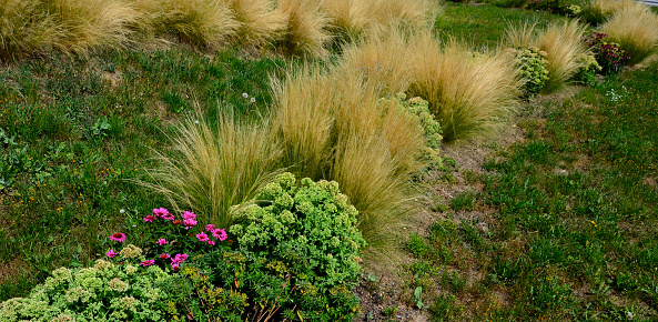 ornamental steppe grasses can withstand drought and are decorative even in winter in rows or individually or in combination with a purple or white perennial, album, telephium, stipa, capillata, matrona, purpurea, echinacea