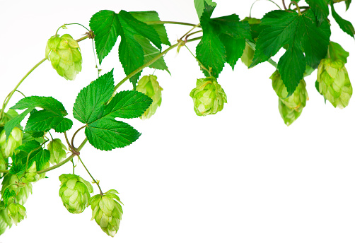 Pile of green hop cones isolated on white