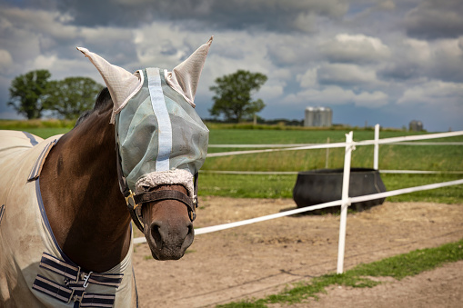 A horse wearing a fly veil, on a rainy day, while standing on a ranch near Manitowoc, Wisconsin.