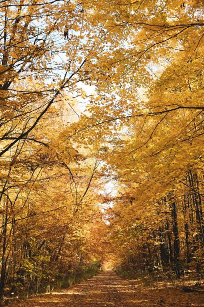 istock Vertical shot of a beautiful forest in autumn 1418180799