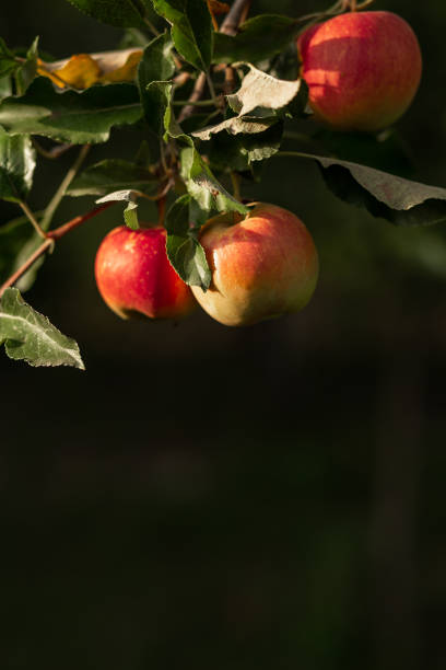 istock A red apple hangs on a tree with leaves. Agriculture, agronomy, industry 1418180956
