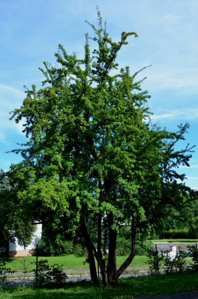 crataegus laevigata, znany jako głóg midlandzki, głóg angielski, głóg leśny lub mayflower, jest gatunkiem głogu pochodzącym z zachodniej i środkowej europy, z wielkiej brytanii - laevigata zdjęcia i obrazy z banku zdjęć