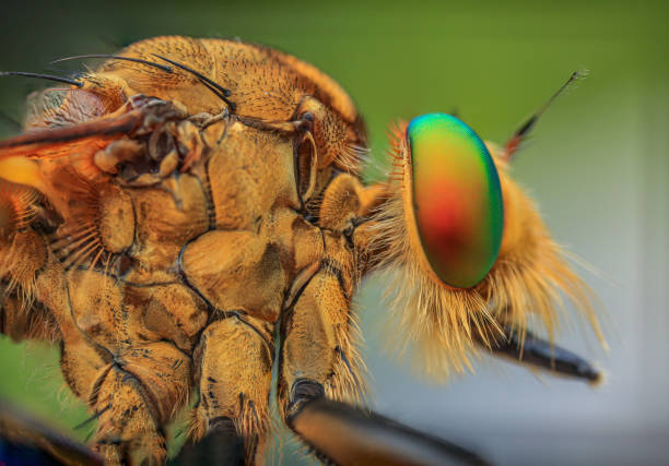 istock robberfly taken with macro photography. 1418184495