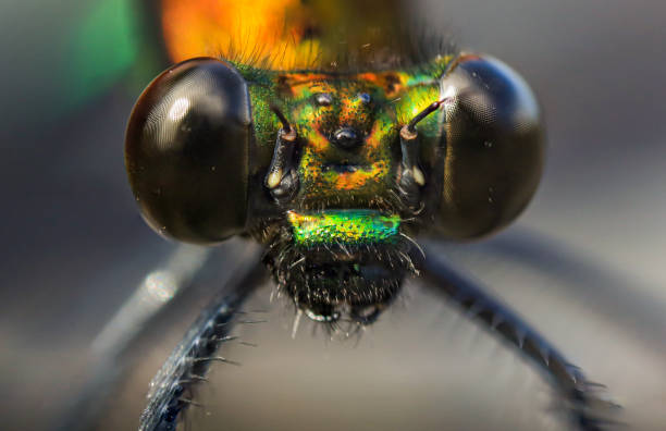 istock damselfy head taken with macro photography. 1418184543