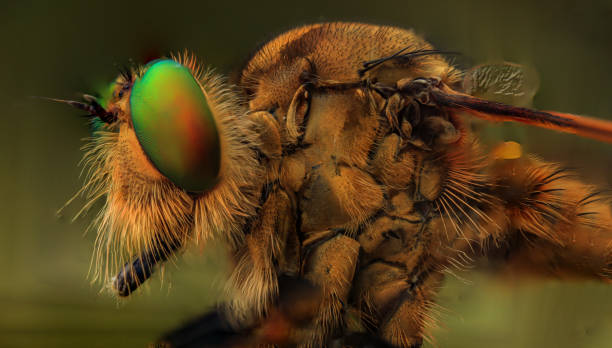 istock robberfly taken with macro photography. 1418184545