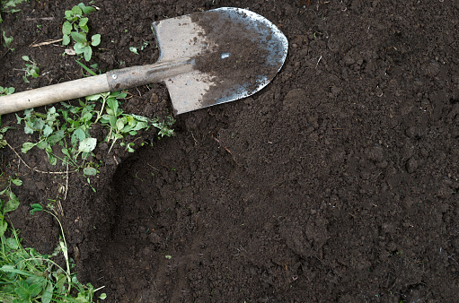 Shovel digging garden bed or farm. Farming, gardening, agriculture and people concept