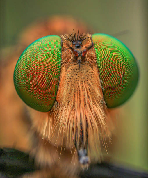 istock robberfly head taken with macro photography. 1418184663