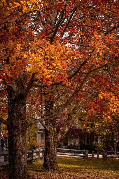 istock Trees in the Fall in Massachusetts. 1418184953
