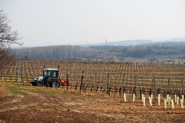 istock Fields with vineyards in early spring at South Moravia, Czech Republic. 1418185105