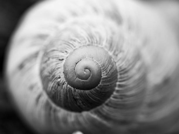 istock Greyscale shot of a snail shell 1418186231