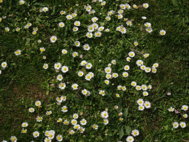 istock field of flowers 1418186344