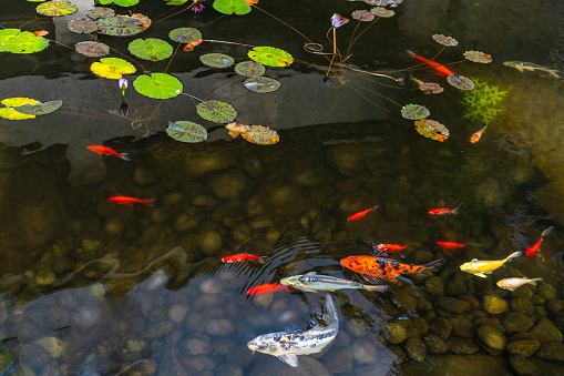 Colorful koi carps in clear water in a pond are waiting among the leaves of water lilies