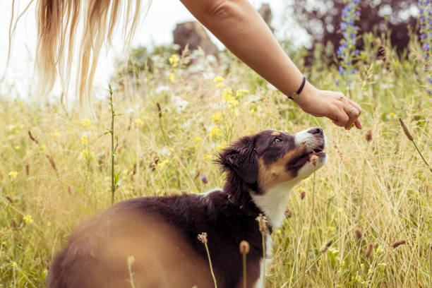 istock Little puppy dog getting a treat 1418188730