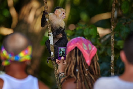 Photographers, monkey disturb in the forest. White-headed Capuchin, black monkey sitting on tree branch in the dark tropical forest. Wildlife of Costa Rica. Travel holiday in Central America.