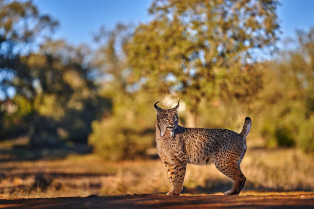 faune espagnole. lynx ibérique, lynx pardinus, chat sauvage endémique d’espagne en europe. rare chat se promène dans l’habitat naturel. félin canin avec manteau de fourrure tacheté, lumière du coucher du soleil le soir. - moss side photos et images de collection