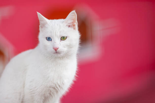 White Van Cat in the Pink Background,, Van Province Turkey