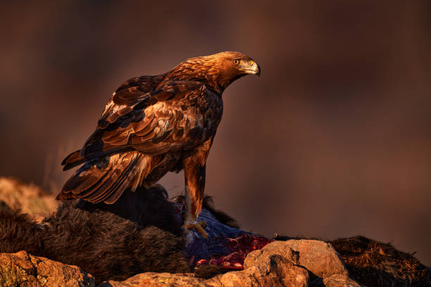 istock Eagle with cow calf carcass. Golden eagle, stone, Rhodopes mountain, Bulgaria. Eagle, evening light, brown bird of prey with big wingspan. Cow carcass on the rock with eagle, sunset. 1418188802