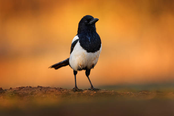 urraca en el agua, pica pica, ave blanca y negra con cola larga, en el hábitat natural, fondo claro. escena de vida silvestre de la naturaleza, bosque verde oscuro. urraca europea, día caluroso en españa, europa. - beak biology bird multi colored fotografías e imágenes de stock