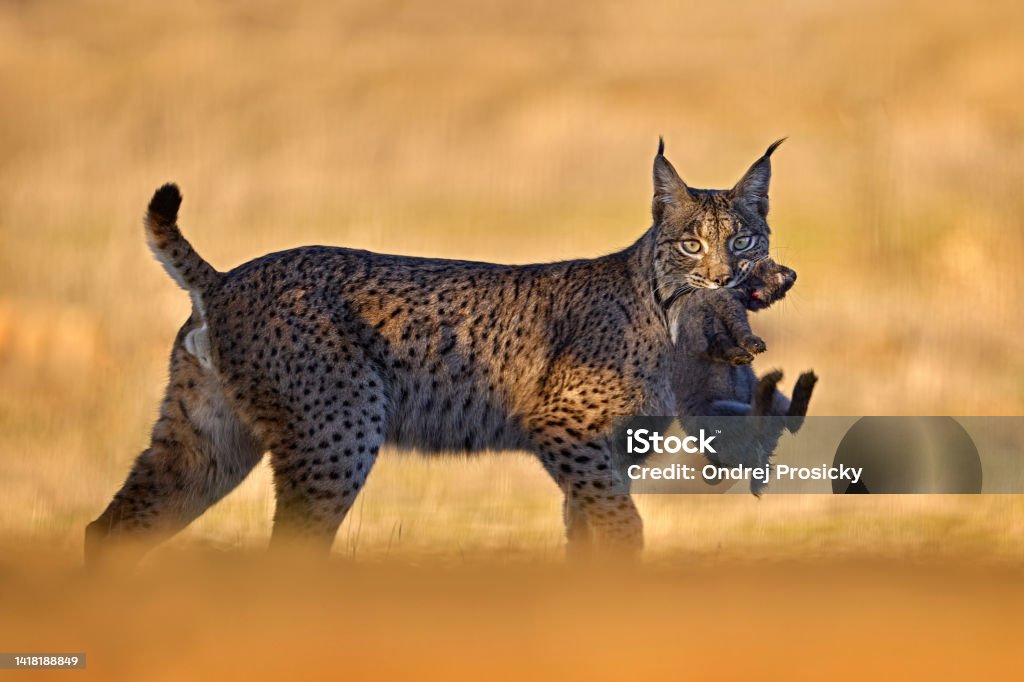 Luchs Mit Fang Beutekaninchen Spanien Tierwelt Iberischer Luchs Lynx