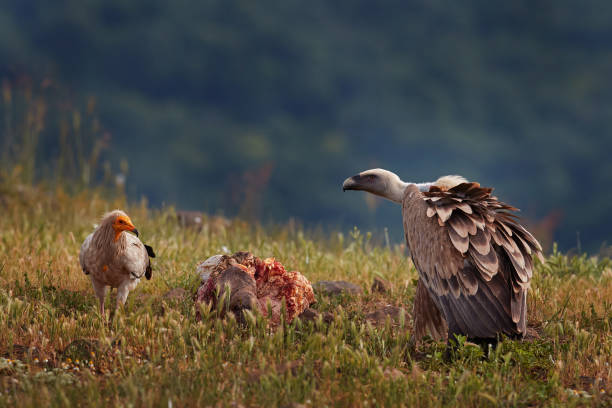 griffon vulture, gyps fulvus, big birds of prey sitting on rocky mountain, nature habitat, madzarovo, bulgaria, eastern rhodopes. wildlife from balkan. wildlife scene from nature. blue flower on rock. - griffon vulture imagens e fotografias de stock