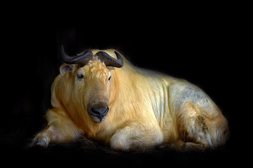 Takin lying. Golden takin, Budorcas taxicolor bedfordi, goat-antelope from Asia. Big animal in the nature habitat. Wildlife scene from nature. Wild bull from China.