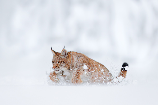Lynx, snow hunter. Wild cat in the winter habitat, Germany.