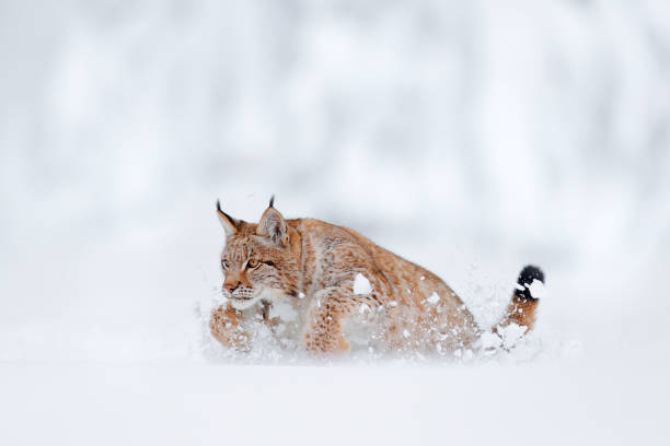 Lynx, snow hunter. Wild cat in the winter habitat, Germany. stock photo