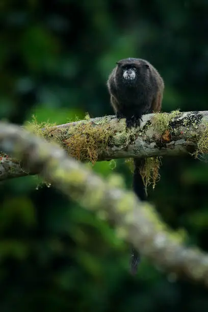 Black Mantle Tamarin monkey from Sumaco National Park in Ecuador. Wildlife scene from nature. Tamarin siting on the tree branch in the tropic jungle forest, animal in the habitat.