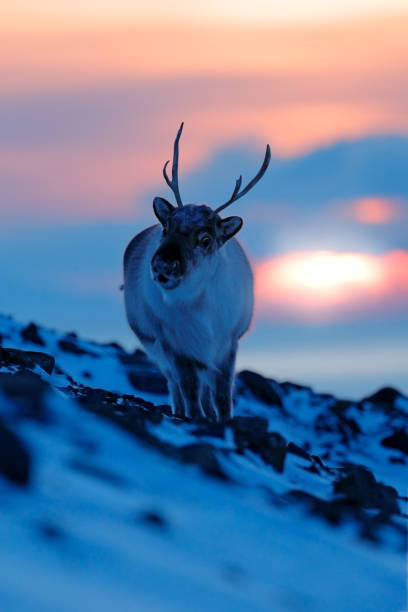Arctic wildlife. Wild Reindeer, Rangifer tarandus, with massive antlers in snow, Svalbard, Norway. Svalbard caribou, wildlife scene from nature, winter in the Arctic. Winter landscape with reindeer. stock photo