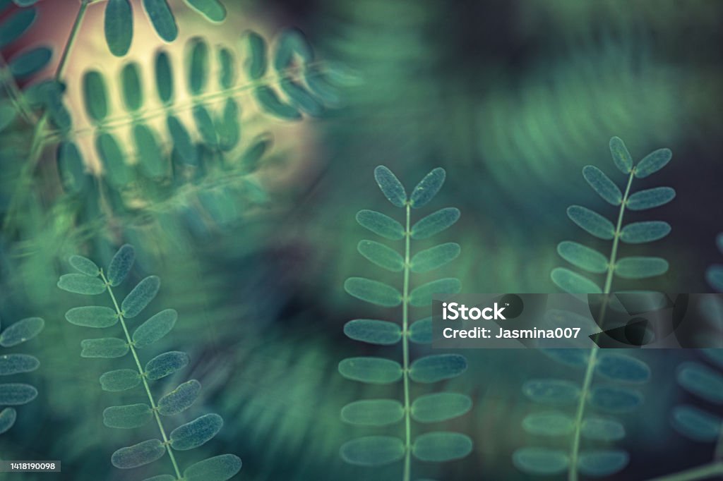 Leaf Background Abstract Stock Photo