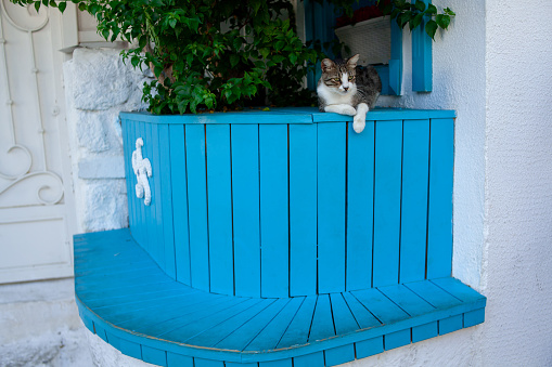 Homeless cat on blue wooden bench on the street. Domestic cat with green eyes. Hungry street cat