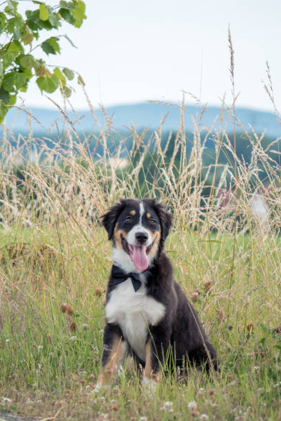 istock Dog with bow tie sitting in a field 1418192679