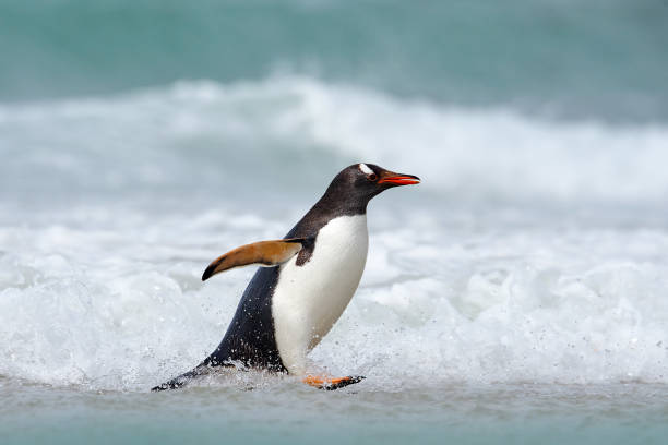 Running Penguin in the ocean water. Gentoo penguin jumps out of the blue water after swimming through the ocean in Falkland Island. Wildlife scene from nature. stock photo