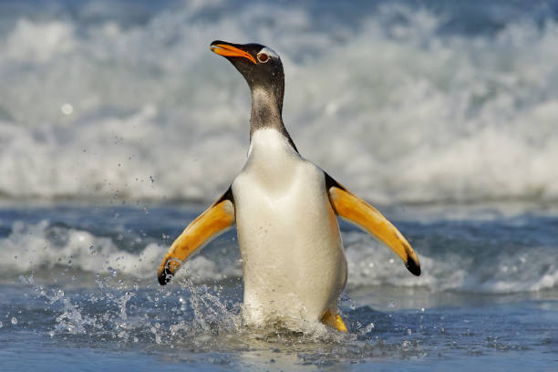 georgia południowa na oceanie atlantyckim. pingwin gentoo wyskakuje z błękitnej wody po przepłynięciu przez ocean na falklandach, ptak w naturalnym środowisku morskim. scena dzikiej przyrody w przyrodzie. - gentoo penguin zdjęcia i obrazy z banku zdjęć