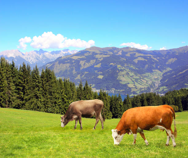 Two cows grazing in a mountain meadow in Alps mountains, Tirol, Austria. View of idyllic mountain scenery in Alps with green grass and red cows on sunny day. European mountain landscape