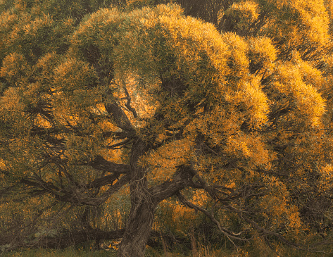 Willow tree autumn with yellowed trees close up, background