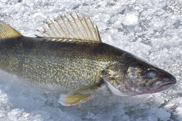 istock Walleye-Ice Fishing 1418193236