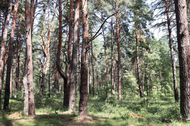 istock Beautiful landscape with pinewood forest. Summer scenery with pine trees 1418194947