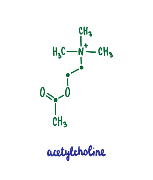 ilustraciones, imágenes clip art, dibujos animados e iconos de stock de acetilcolina dibujada a mano fórmula vectorial estructura química letras azul verde - acetylcholine