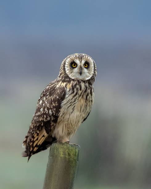 istock Selective focus shot of a short-eared owl (asio flammeus) perched on a wooden post 1418195292
