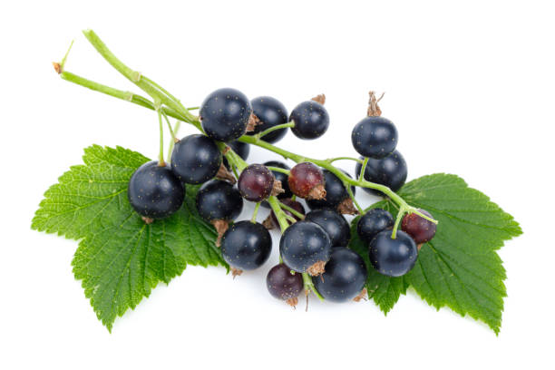 istock Close-up, black currant with green leaves on a white background. 1418195516