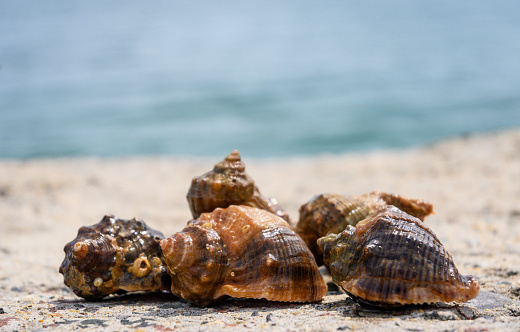 Edible snails - the sea in the background