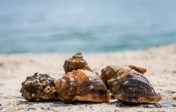 sea snails - escargot snail seafood freshness imagens e fotografias de stock