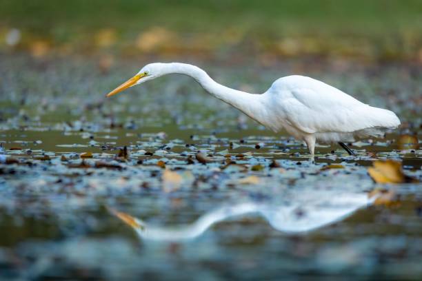 istock Selective focus shot of great white egret (ardea alba) wading in water 1418197326