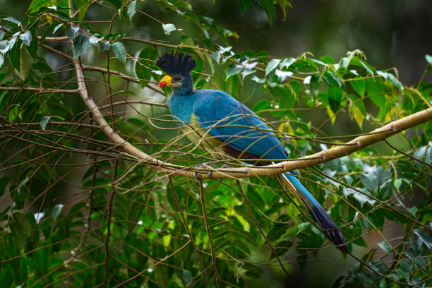 Great blue turaco, Corythaeola cristata, bird sitting on the tree branch in the nature habitat. Blue turaco in Kibale Forest in Uganda, Africa. Beautiful bird with crest in the forest nature habitat. stock photo