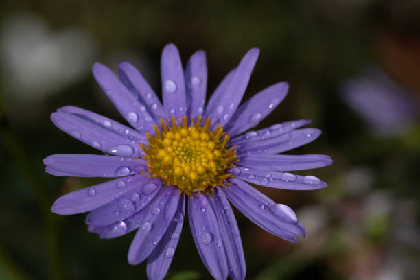 istock Purple chrysanthemum flower after the rain 1418197928