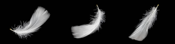 istock white feather of a goose on a black background 1418198008